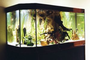 aquarium décor roche et bois central, maison de retraite, LYON